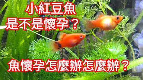 茶壺魚懷孕